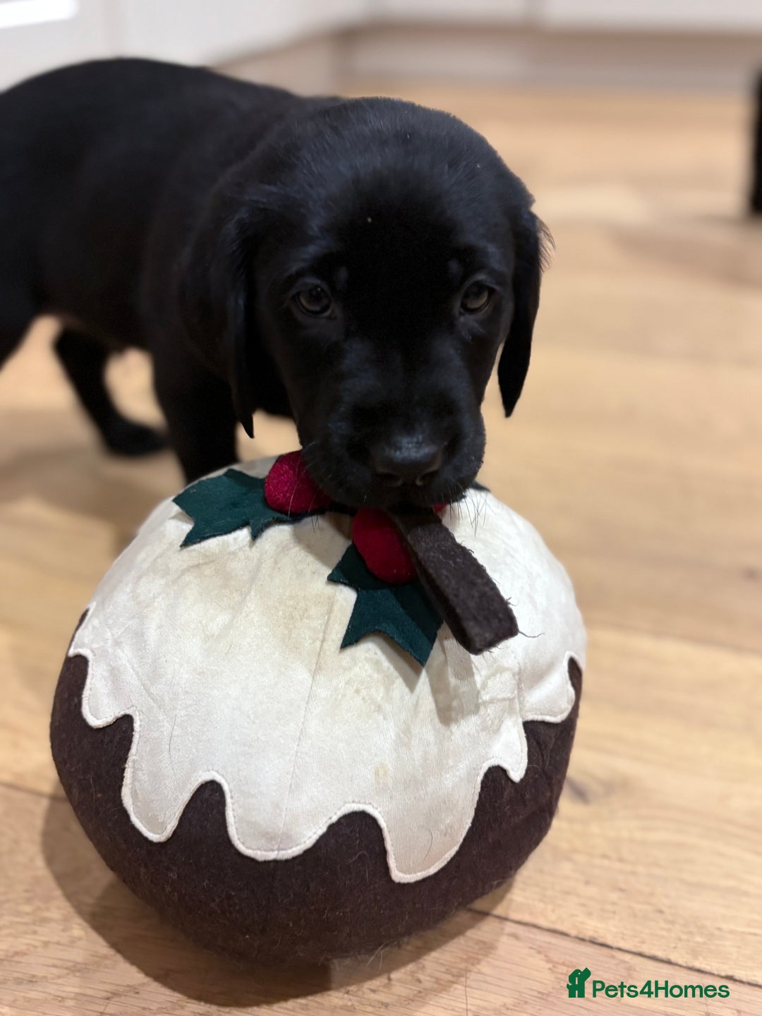 Labrador Retriever dogs for sale: Beautiful Pedigree Labrador Puppies - Advert 8