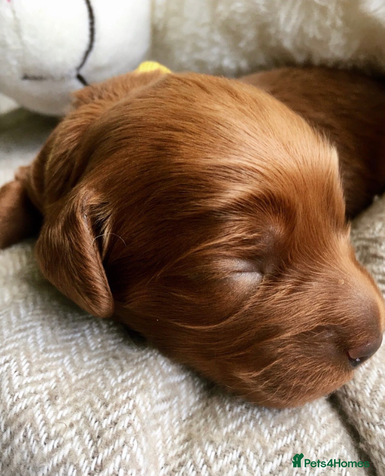 Cockapoo dogs Waiting List Open ** Due 30th May - Advert 17