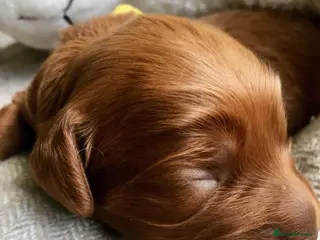 Cockapoo dogs Waiting List Open ** Due 30th May - Advert 17