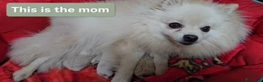 Pomeranian Puppy 2
