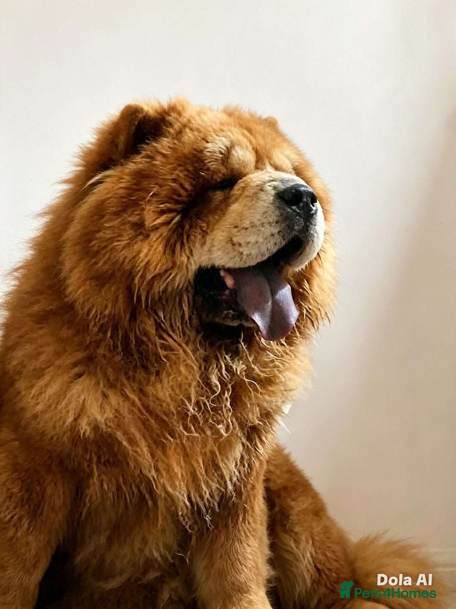 Chow Chow dogs 🐾 Adorable KC Registered Chow Chow Puppies 🐾 - Advert 6