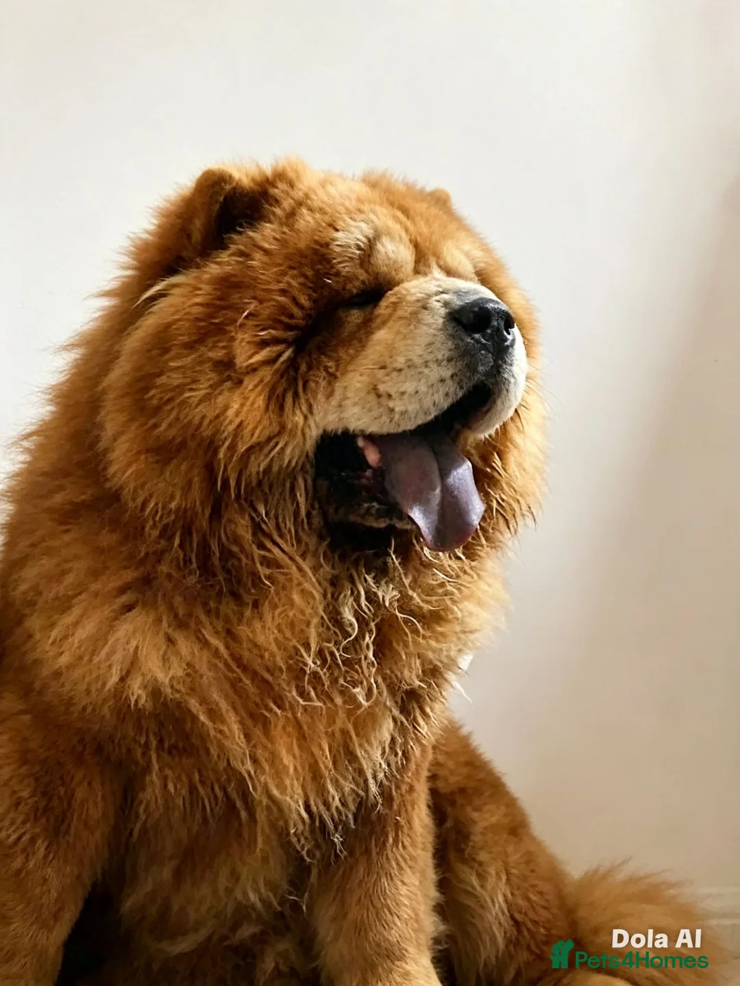 Chow Chow dogs for sale: 🐾 Adorable KC Registered Chow Chow Puppies 🐾 - Advert 2