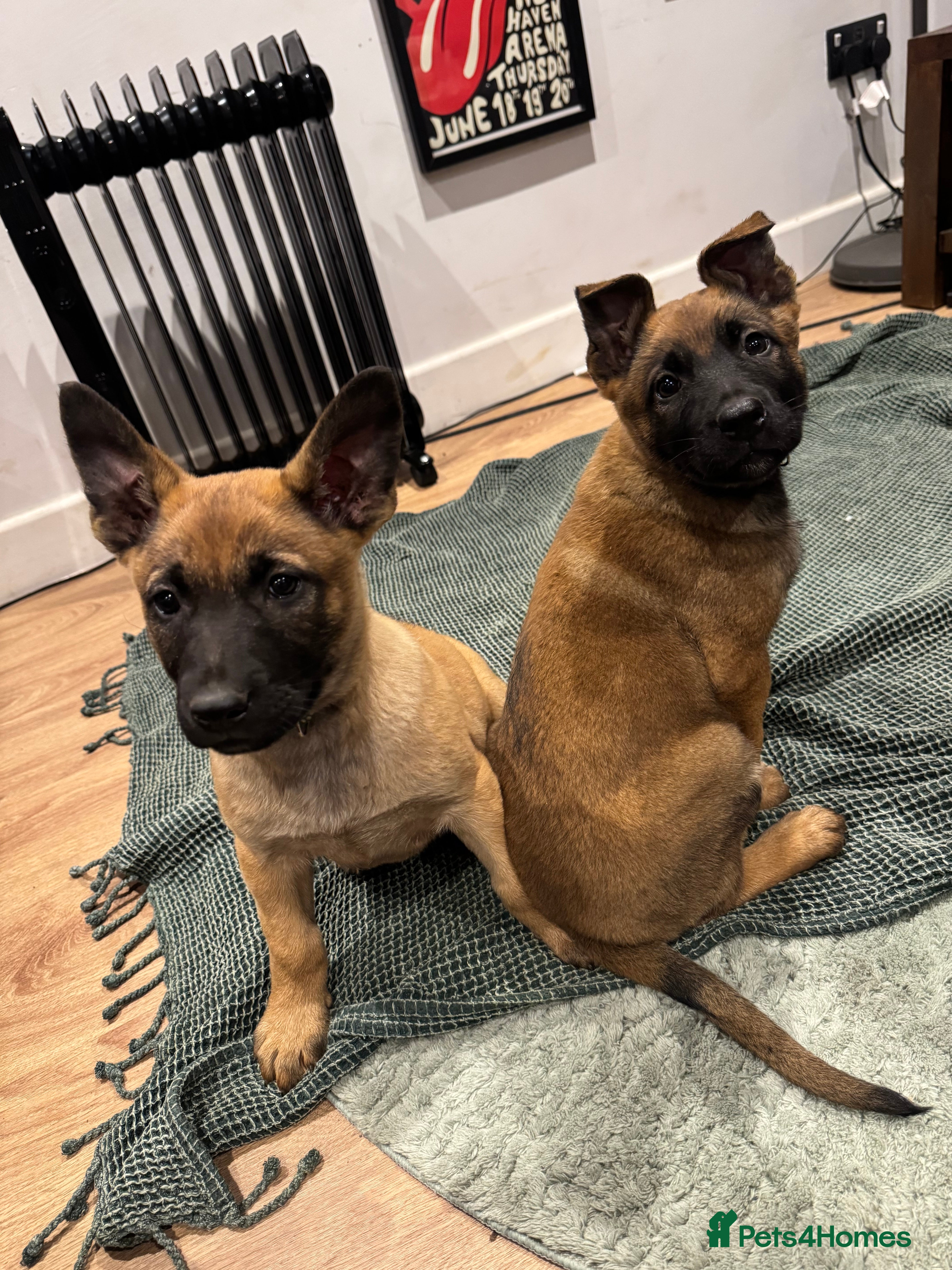 Mixed Breed dogs 2 GIRLS STILL AVAILABLE GSD X Belgian Malinois Pup - Advert 9