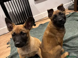 Mixed Breed dogs 2 GIRLS STILL AVAILABLE GSD X Belgian Malinois Pup - Advert 9