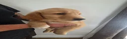 Mixed Breed dogs for sale: 💛 beautiful Golden Nova puppies for sale 💛 - Advert 8