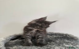 Maine Coon cats for stud: Marley available for stud duties!  - Image 8