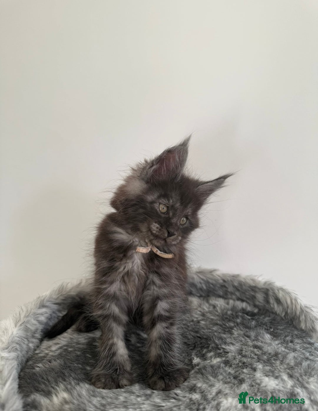 Maine Coon cats for stud: Marley available for stud duties!  - Image 8