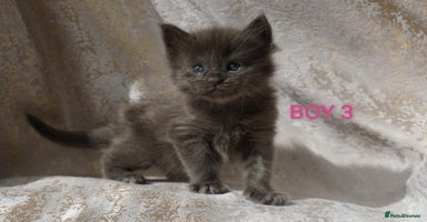 Maine Coon cats - Advert 10
