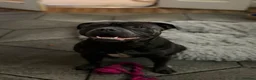 Staffordshire Bull Terrier dogs for stud: Kenbloom Mcintosh  - Advert 16