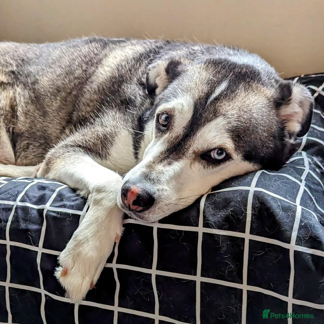 Mixed Breed dogs for adoption: Gus is ready to steal your heart - Advert 5