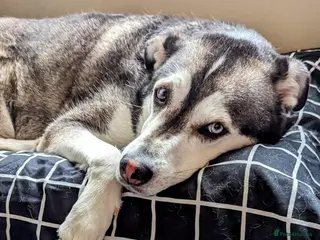 Mixed Breed dogs Gus is ready to steal your heart - Advert 3