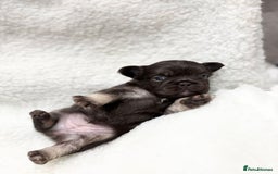 French Bulldog dogs for sale: Beautiful litter off French bulldog puppies  - Image 16