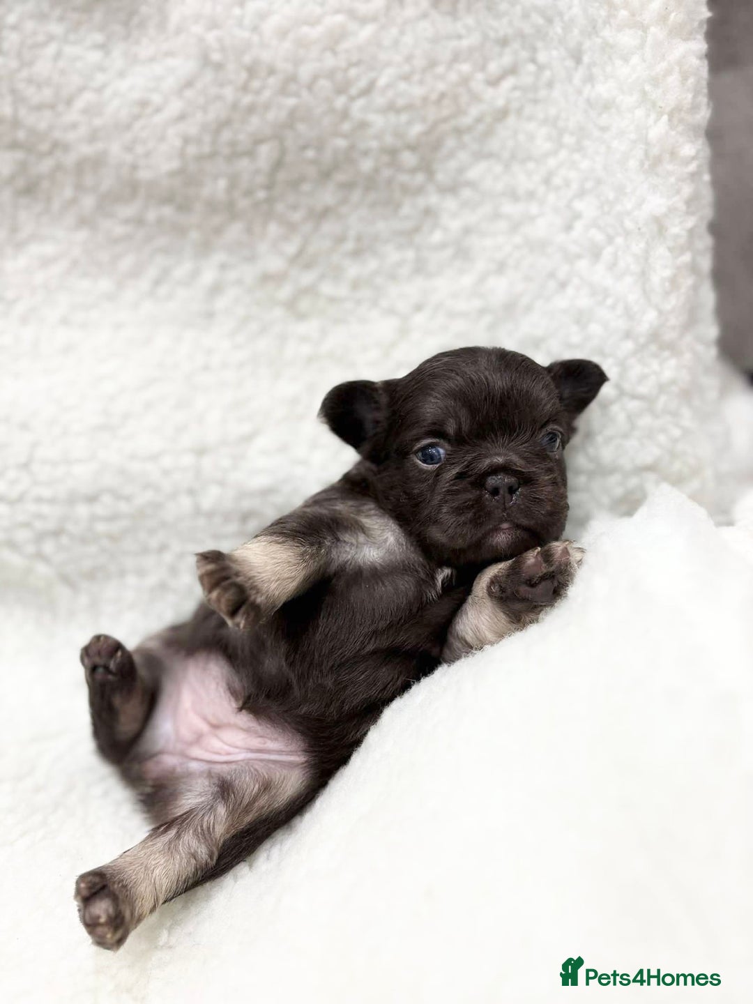 French Bulldog dogs for sale: Beautiful litter off French bulldog puppies  - Image 16