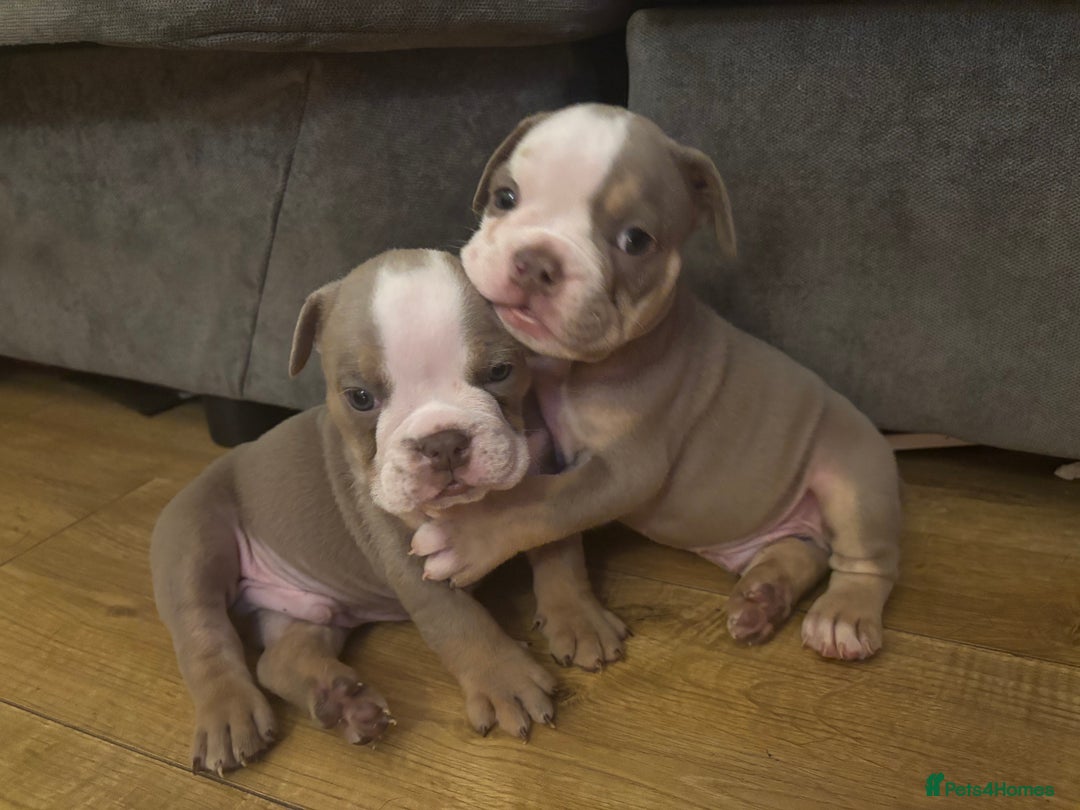 Olde English Bulldogge dogs for sale: Olde English bulldogs puppies  - Image 17