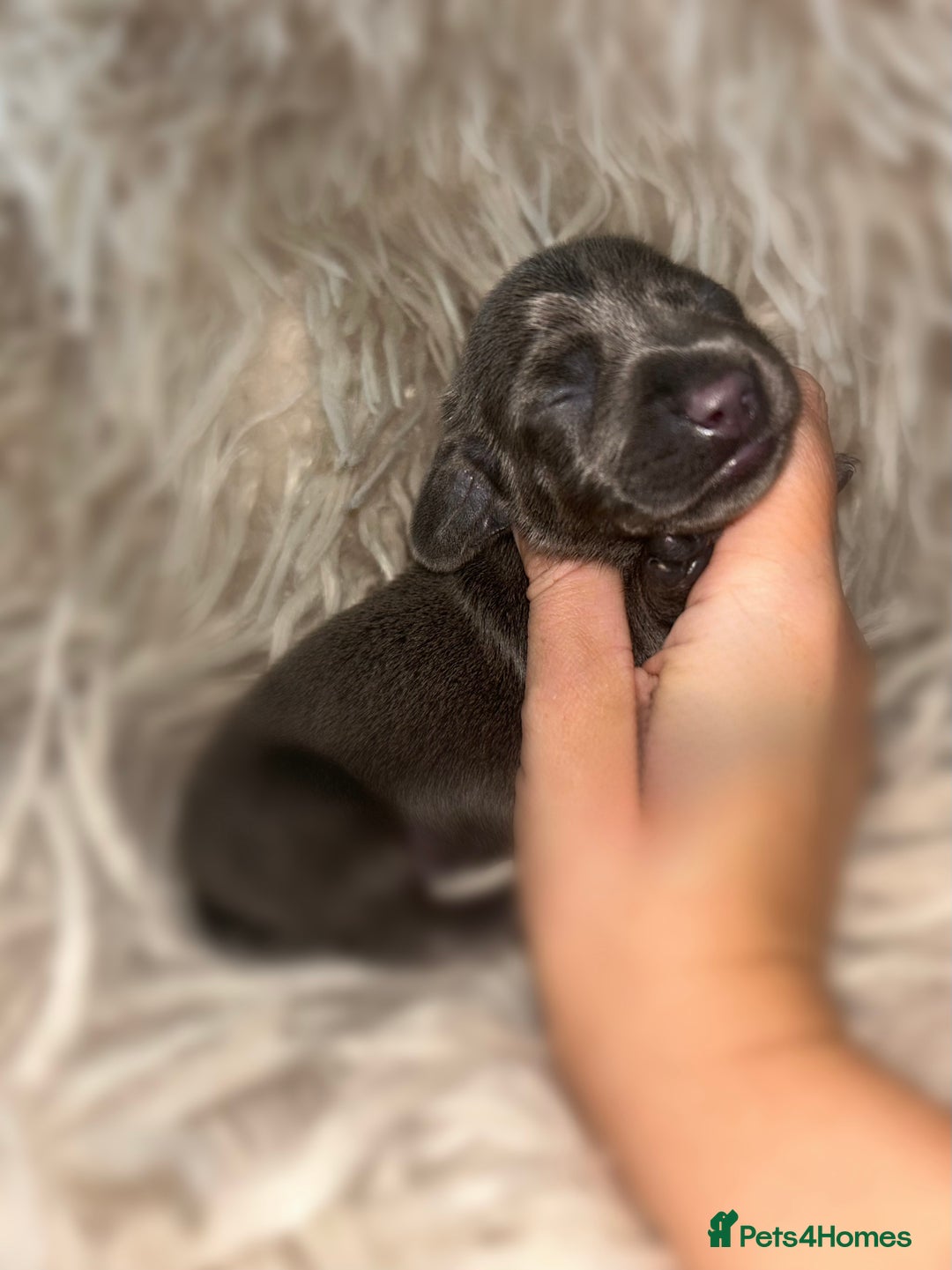 Miniature Dachshund dogs for sale: Tiny miniature kc dachshunds  - Image 16