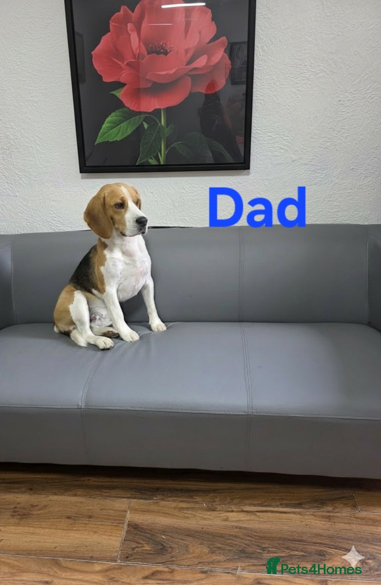 Beagle dogs for sale: Beagle puppies ready for love!! - Advert 11