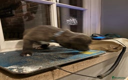 Mixed Breed dogs for sale: Bedlington x whippet puppies - Image 6