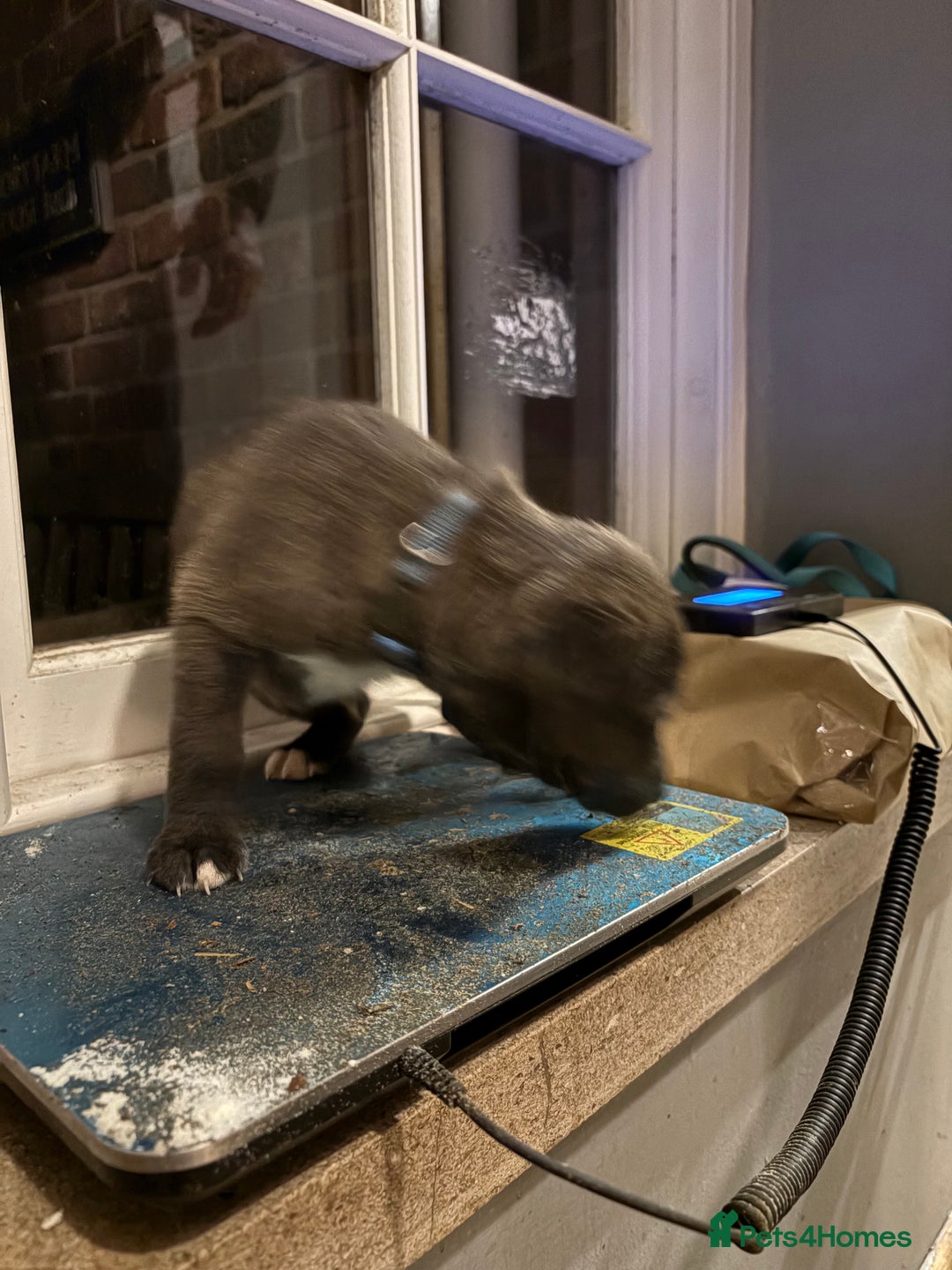 Mixed Breed dogs for sale: Bedlington x whippet puppies - Image 6