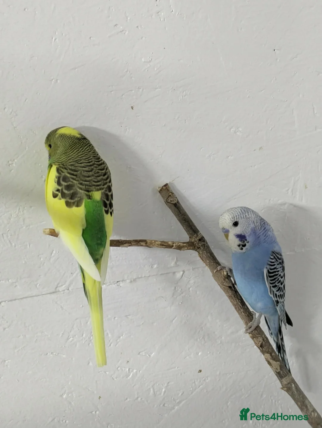Budgerigars birds for sale: 4 young budgies and 4 adults - Advert 4