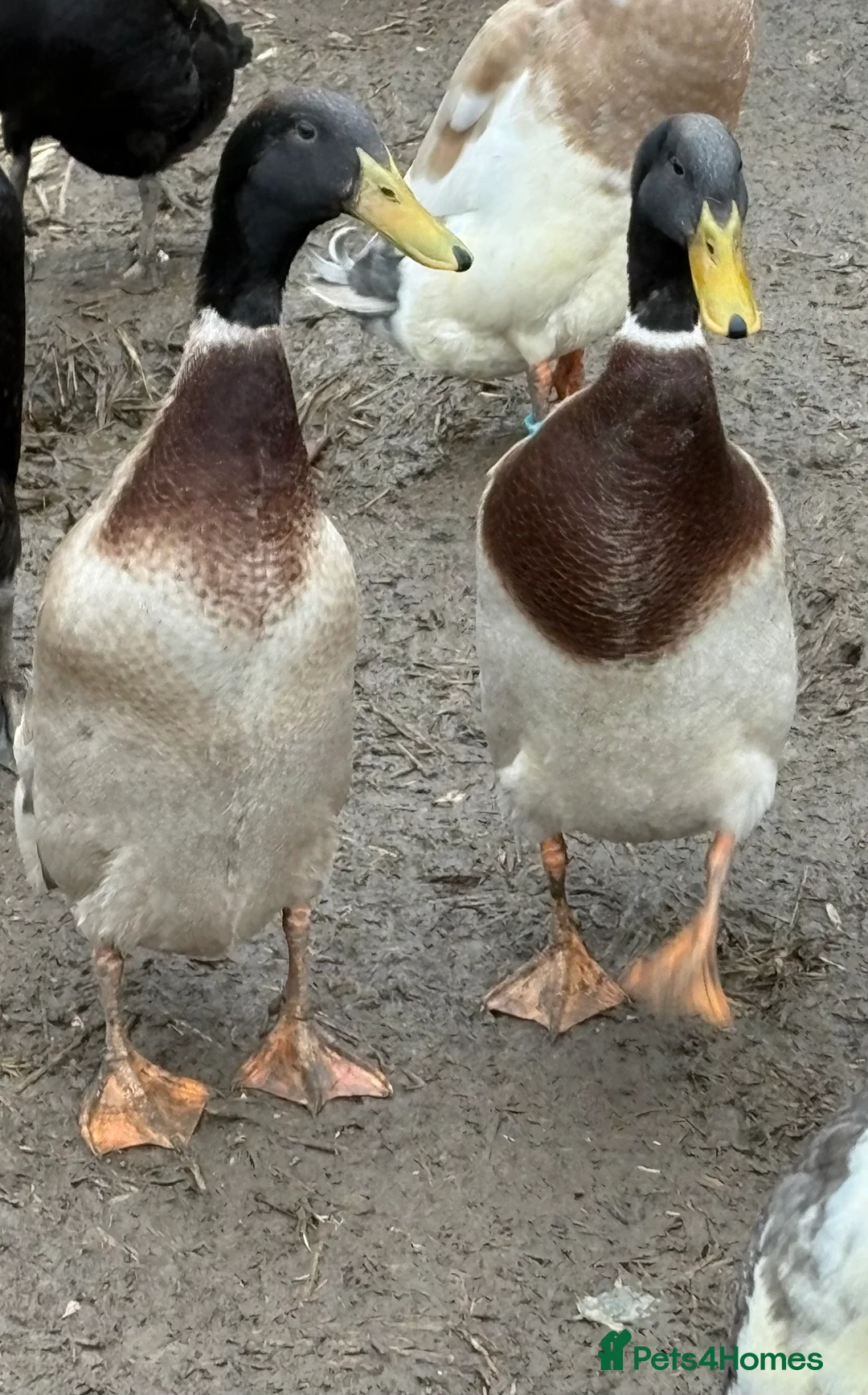 Ducks poultry for sale: 2 drake indian runners - Advert 1