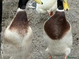 Ducks poultry 2 drake indian runners - Advert 1