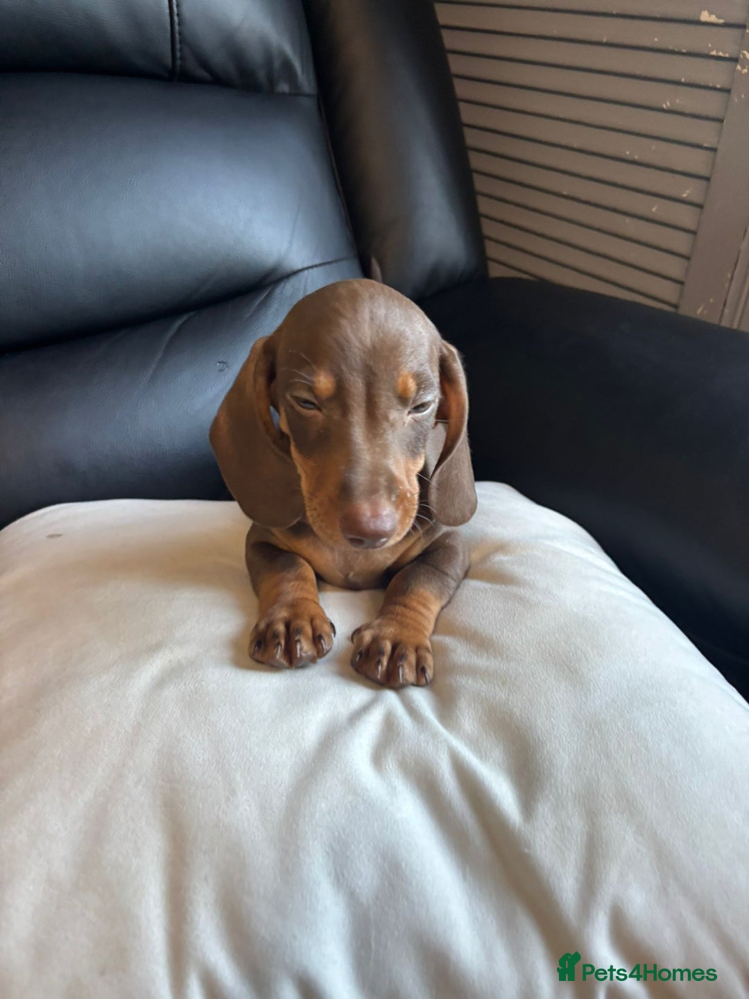 Dachshund dogs for sale: Miniature Dachshund pups £600 - Image 4