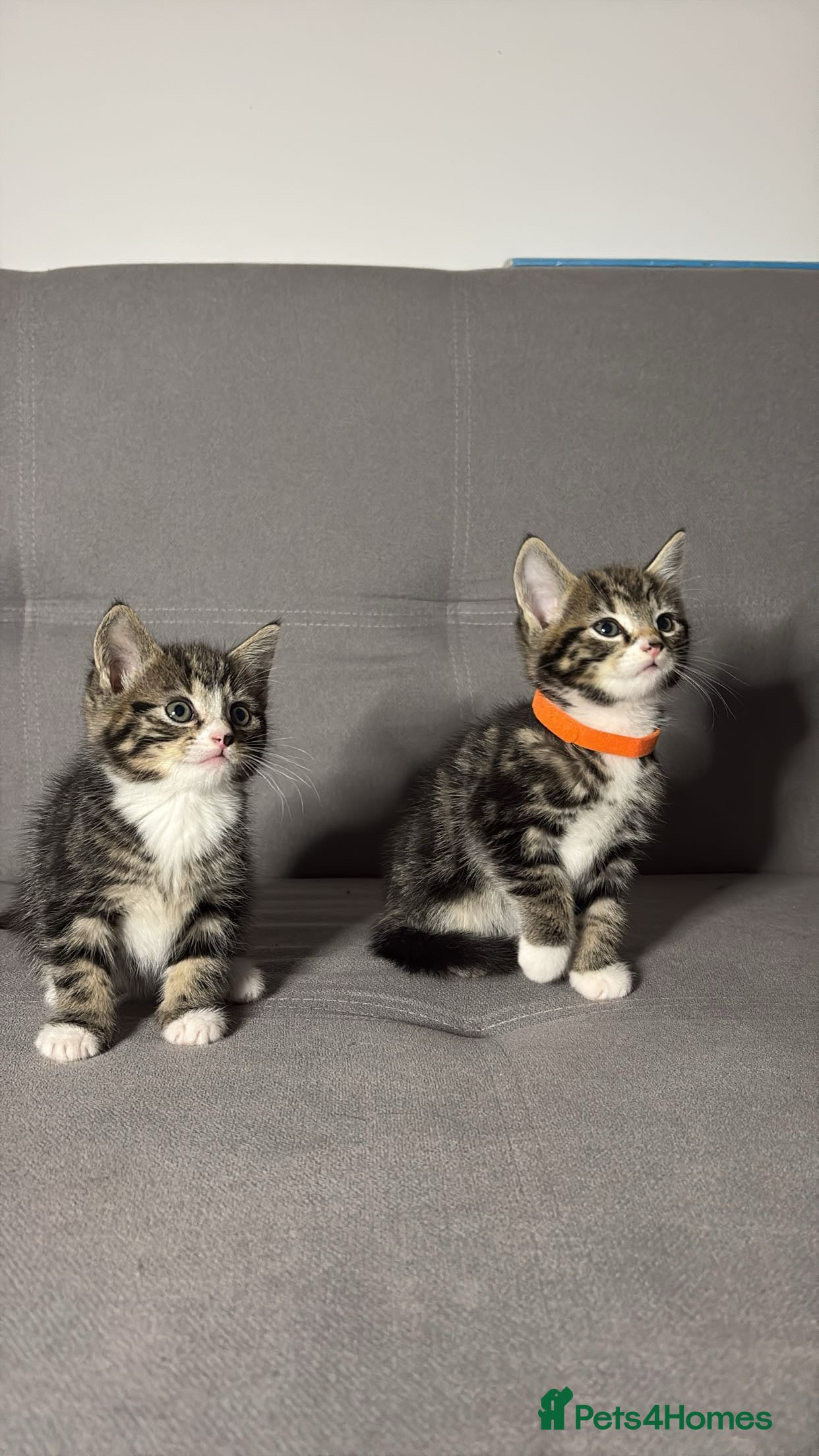 Mixed Breed cats X2 Beautiful Kittens - Ready to leave! - Advert 5