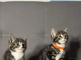 Mixed Breed cats X2 Beautiful Kittens - Ready to leave! - Advert 5