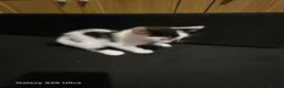 Mixed Breed cats for sale: Kittens in Alfreton - Advert 5