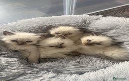 Ragdoll cats for sale: Blue colourpoint Ragdolls  - Image 5