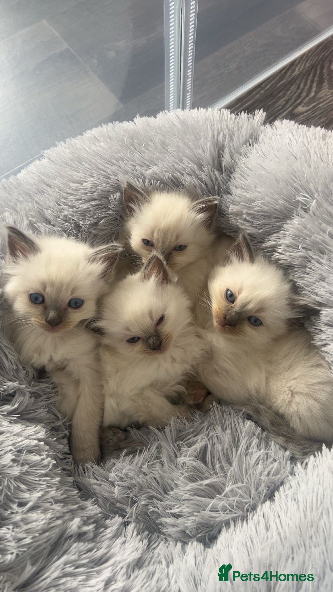 Ragdoll cats for sale: Blue colourpoint Ragdolls  - Image 5