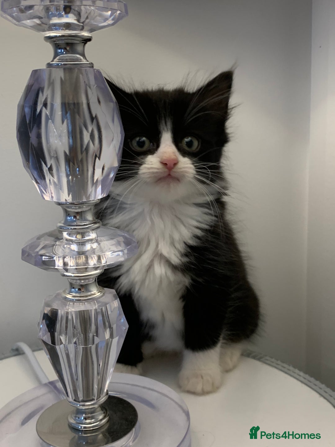 British Shorthair cats for sale: Ready now British short haired & bengal kittens x4 - Image 7