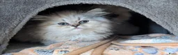Persian cats for sale: ✨ Beautiful Persian Kittens for Sale ✨ - Advert 2
