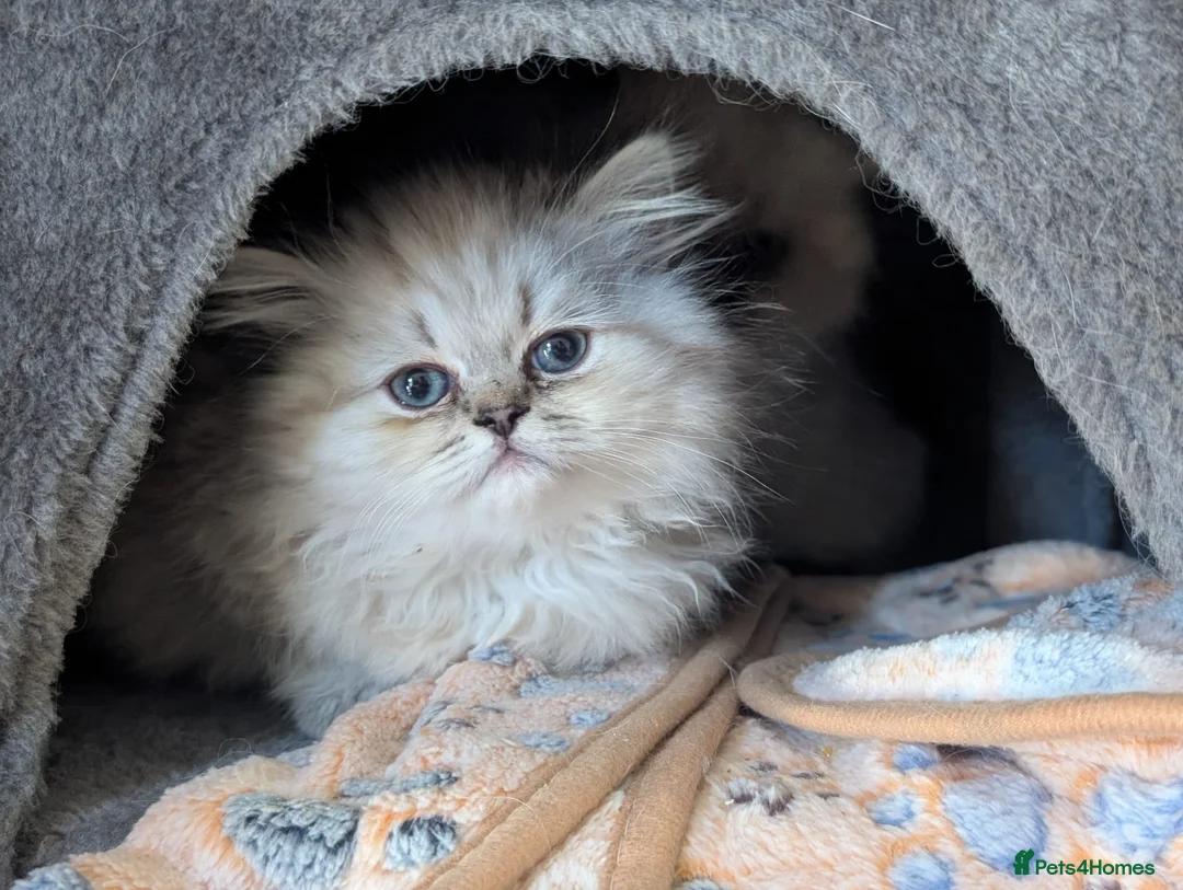 Persian cats for sale: ✨ Beautiful Persian Kittens for Sale ✨ - Advert 2