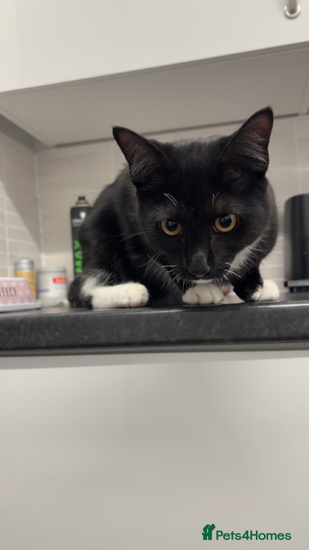 Mixed Breed cats for sale: Milo  - Advert 4