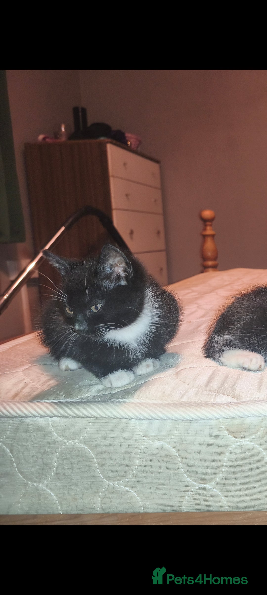 Mixed Breed cats for sale: Three Tuxedo Kittens Looking for Loving Homes - Advert 16