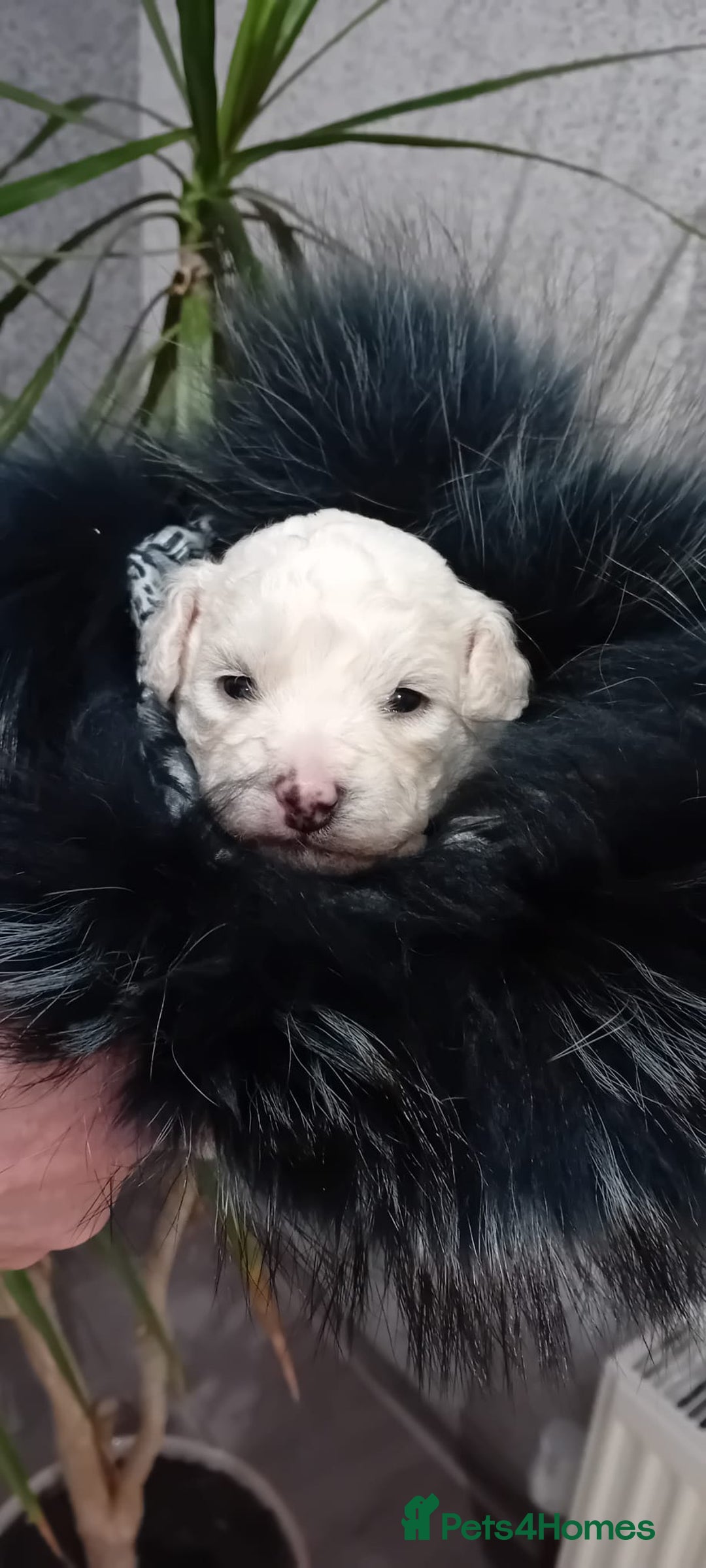 Bichon Frise dogs for sale: Bichon Frise 4 boys ( only 1 boy left ) - Advert 8