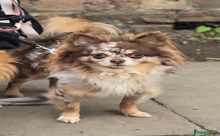 Chihuahua dogs in Nottingham - Advert 6
