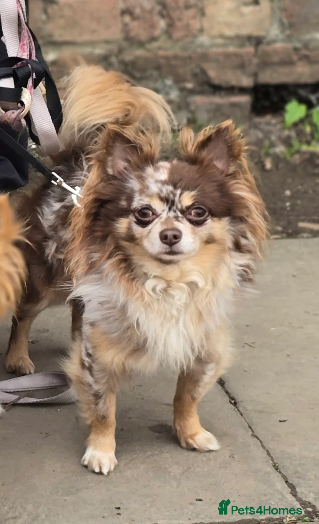 Chihuahua dogs for stud: Merle long haired Chihuahua Stud in Nottingham - Advert 2