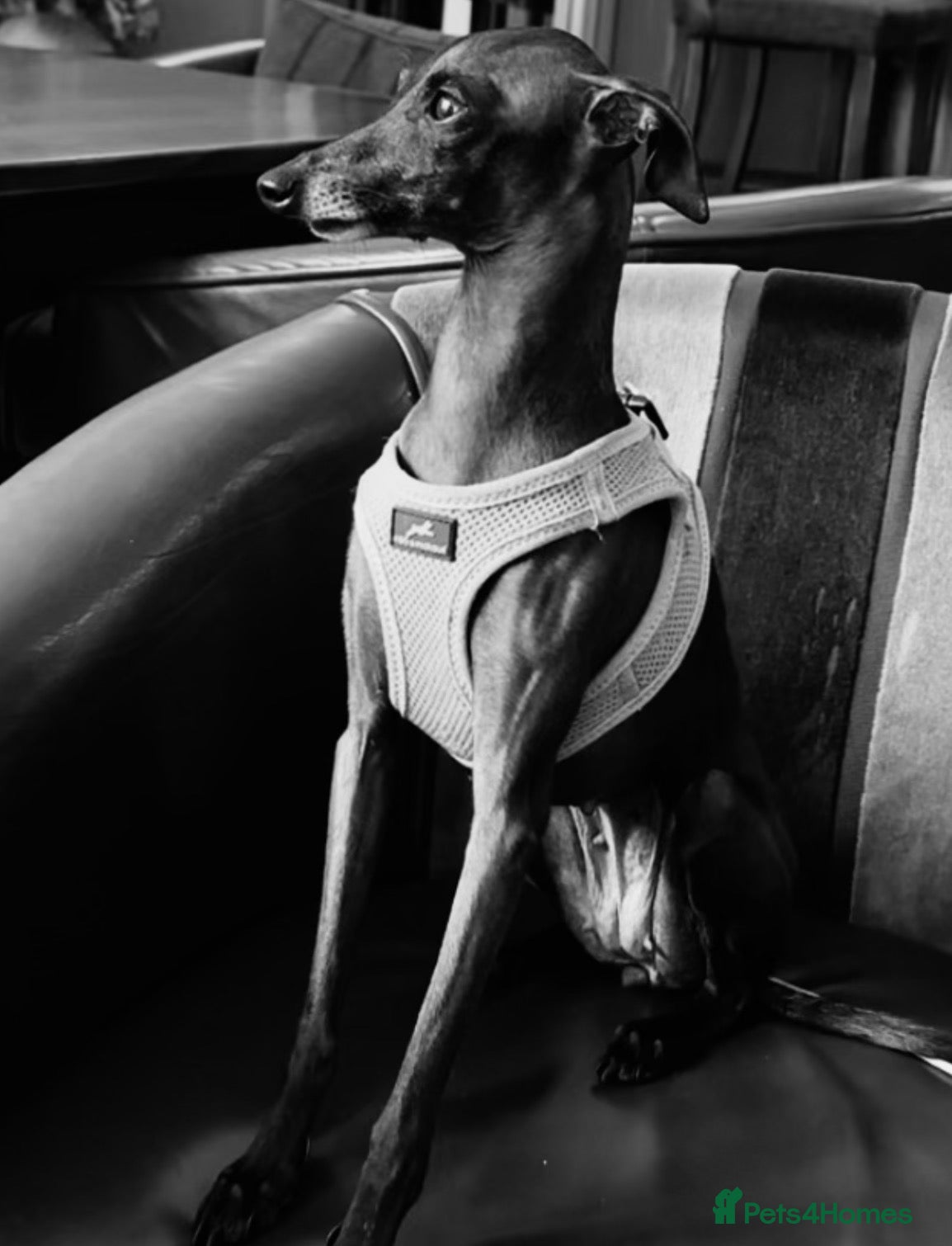 Italian Greyhound dogs Italian greyhound puppies  - Advert 2