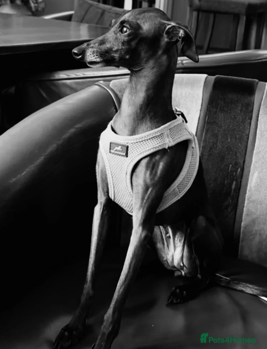 Italian Greyhound dogs for sale: Italian greyhound puppies  - Advert 2