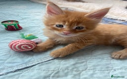 Maine Coon cats for sale: GCCF Registered Maine Coons Ready 16th August  in Banbury - Image 19