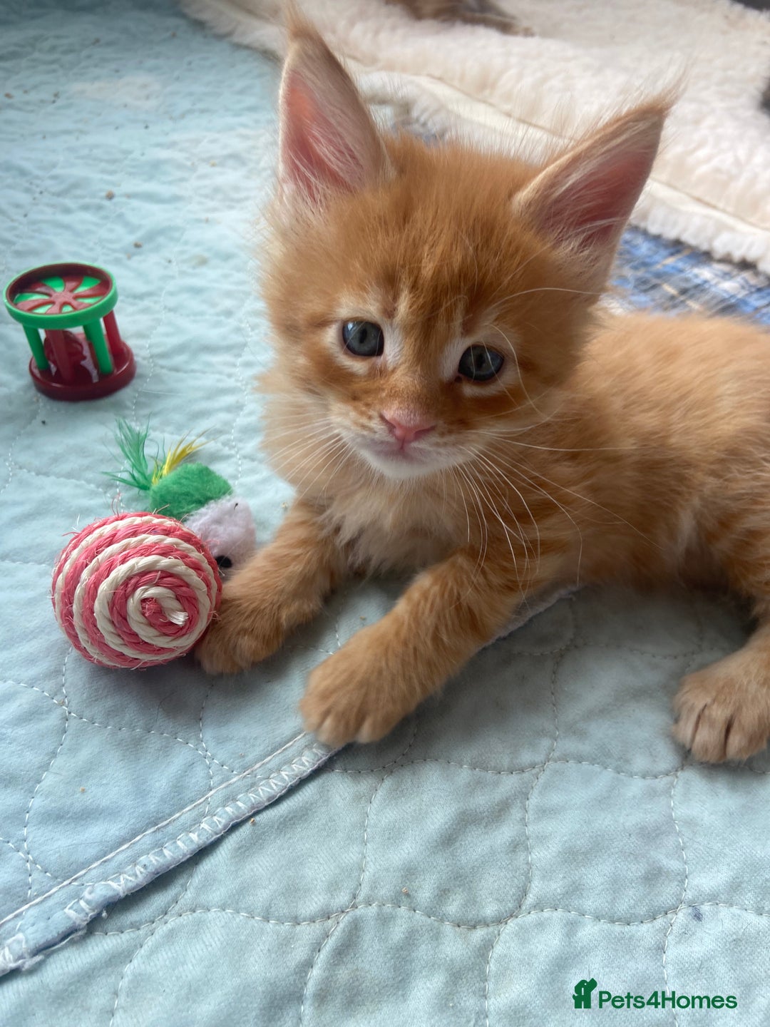Maine Coon cats for sale: GCCF Registered Maine Coons Ready 16th August  in Banbury - Image 19