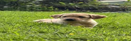 Labrador Retriever dogs for sale: Outstanding litter of Labrador pups  - Advert 11