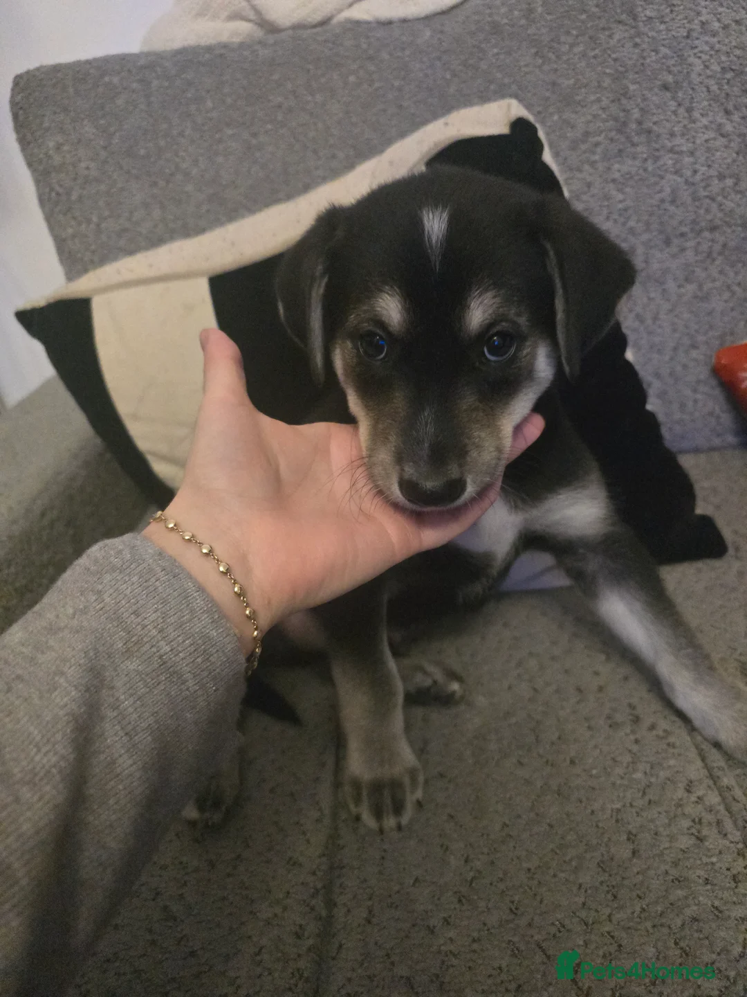 Mixed Breed dogs for sale:  Last puppy looking for his forever home ;)   - Advert 29