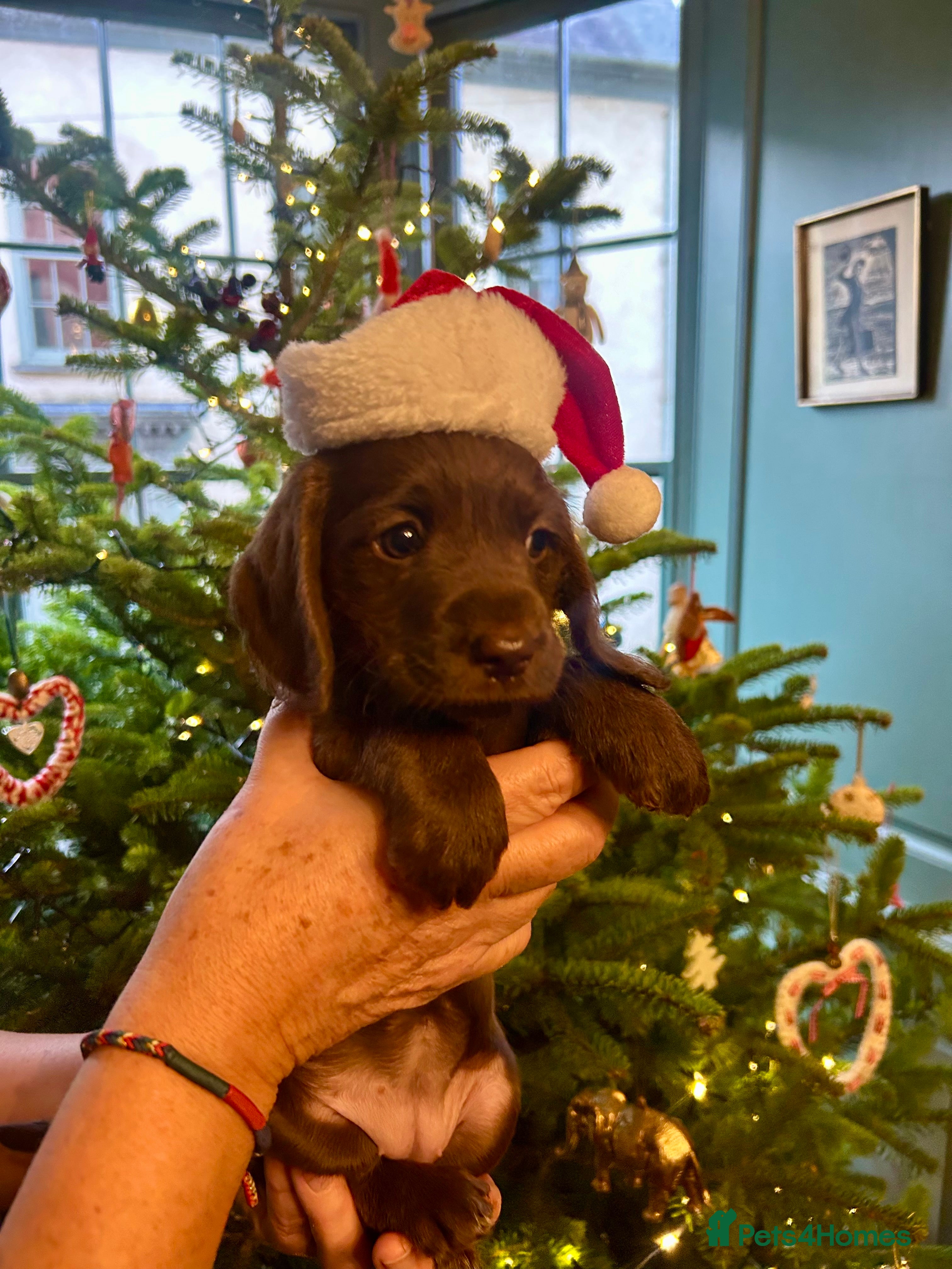 Mixed Breed dogs Schnockerpoo puppies - Advert 12