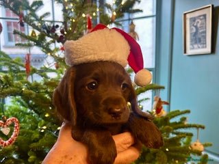 Mixed Breed dogs Schnockerpoo puppies - Advert 7