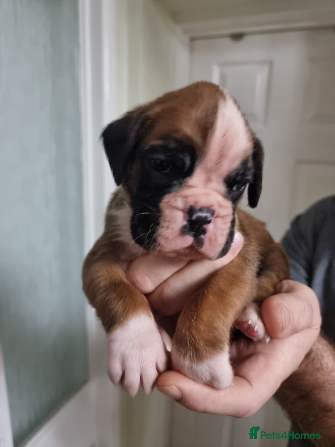 Boxer dogs for sale: Stunning Boxer Puppies  - Advert 6
