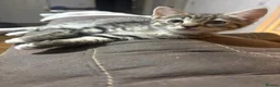 Mixed Breed cats for sale: 3 b+w males and 1 tabby female for sale - Advert 3
