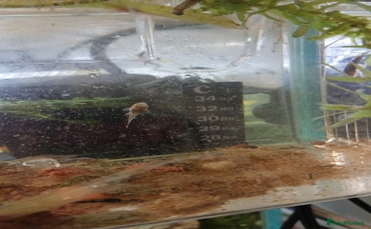 Plecos fish - Advert 1